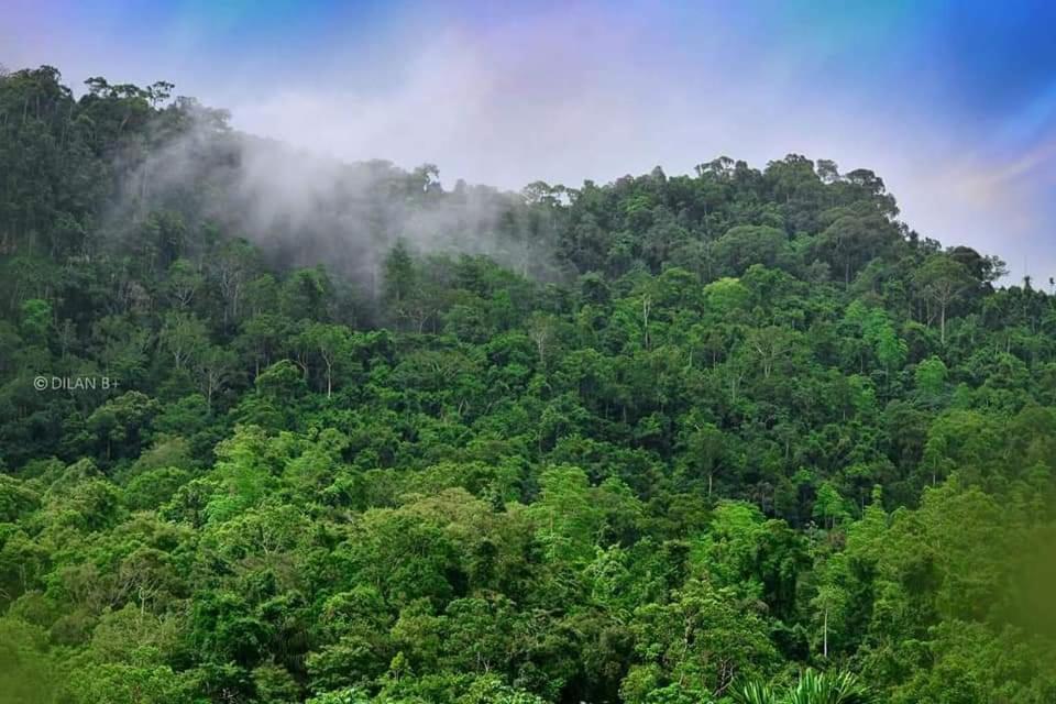 Sinharaja Forest Gate Deniyaya Exteriér fotografie