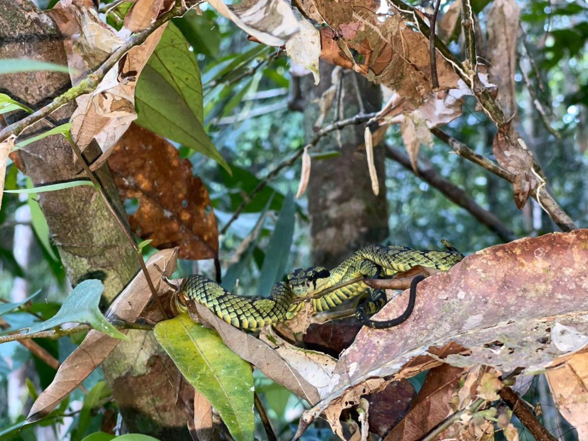 Sinharaja Forest Gate Deniyaya Exteriér fotografie