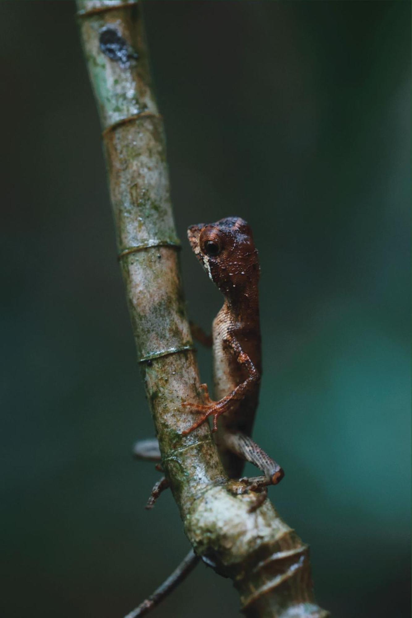 Sinharaja Forest Gate Deniyaya Exteriér fotografie